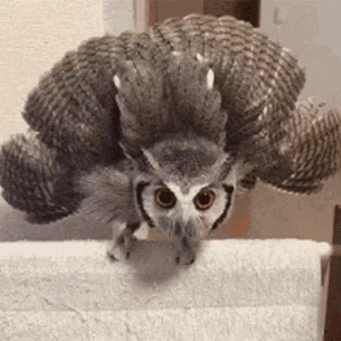 Help Im Stuck Help Im Not Coming Down Till You Get That Bug GIF