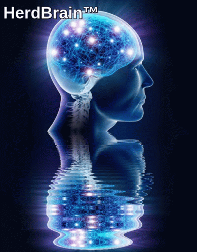 Herd Brain Ccd GIF