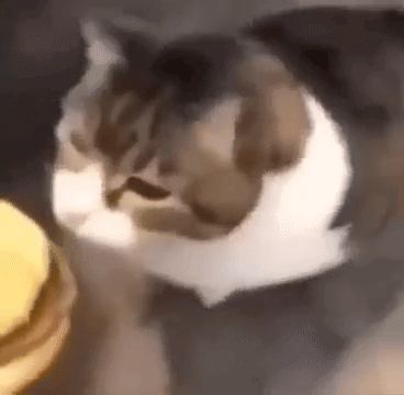 Here Kitty You Can Has Cheeseburger GIF