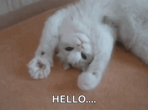 Hey Cat GIF