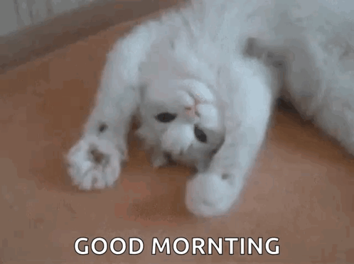 Hey Cat GIF