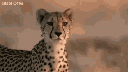 Hey Cheetah GIF