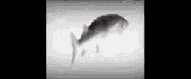 Hey Ya Fish GIF