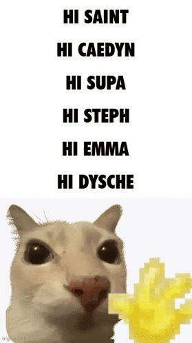 Hi Cat GIF