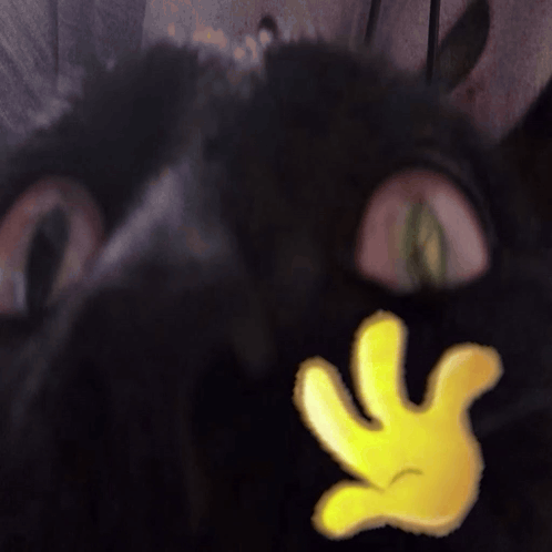 Hi Chat Cat Meme GIF