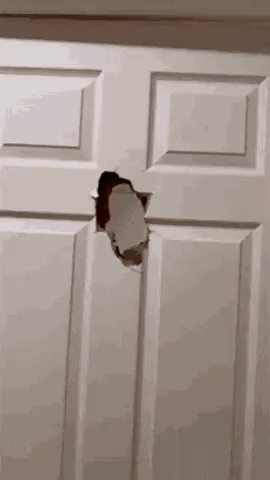 Hi Elmo GIF