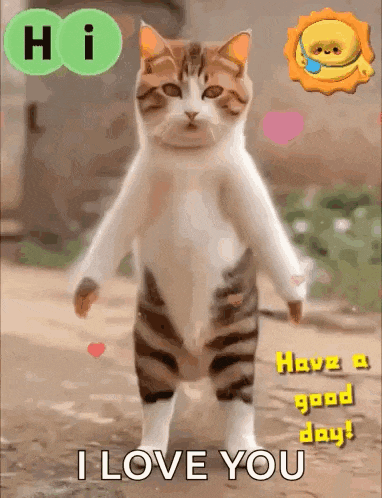 Hi Hello GIF