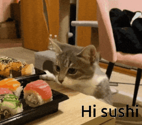 Hi Sushi Sushicat GIF