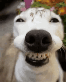 Hihihihi GIF
