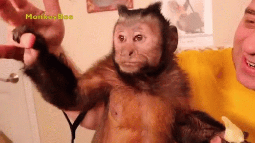Holding Hands Capuchin Monkey GIF