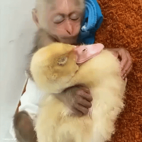 Honeycardi Monkey GIF