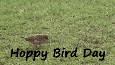 Hoppy Bird Day Hoppy Bird GIF