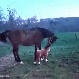 Horse Animals GIF