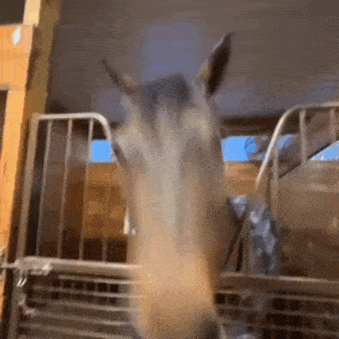 Horse GIF