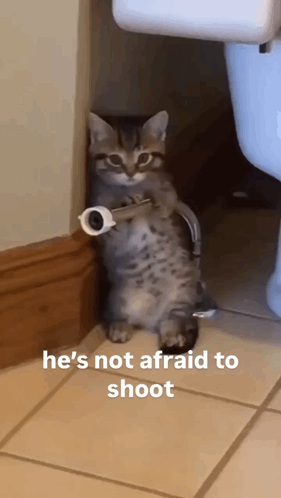 Hose Cat Aim Cat GIF