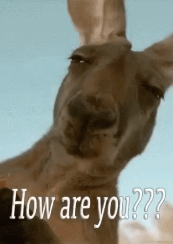 How Are You How Are Ya GIF