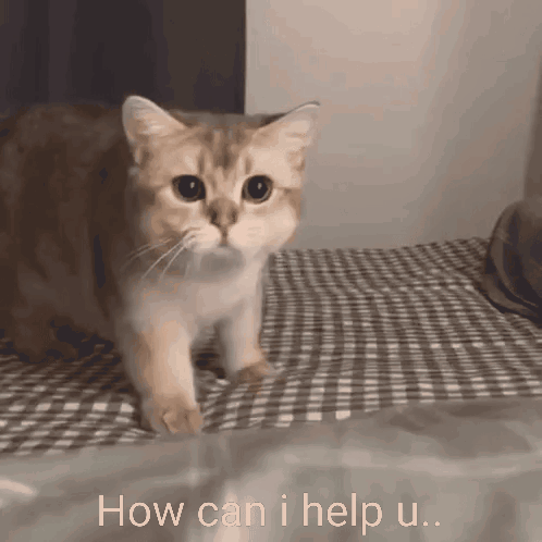 How May I How Can I GIF