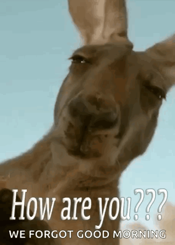 Howareyou Kangaroo GIF