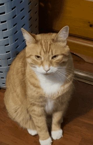 Hugo Cat GIF