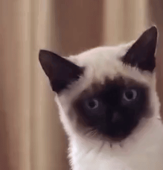 Huh Cat Cat Stare GIF