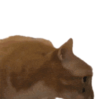 Huh Marmalade Sticker