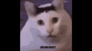 Huhcat Mizahcimtr1 GIF