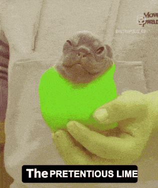 Humble Lemon Pibble GIF
