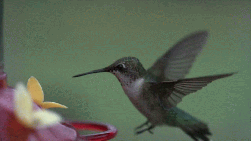 Hummingbird GIF
