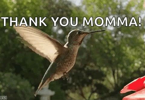 Hummingbird GIF
