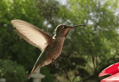 Hummingbird GIF
