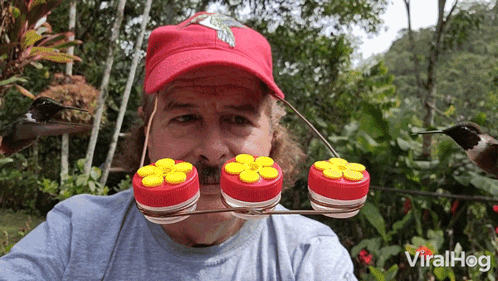 Hummingbirds Having Meals Viralhog GIF