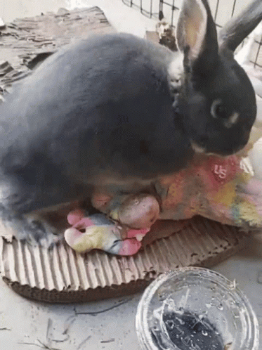 Hump Bunny GIF