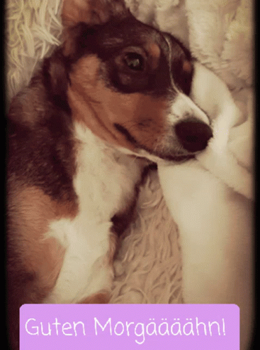 Hund Dog Guten Morgen GIF
