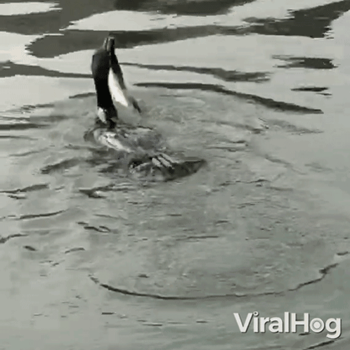 Hunting Snake Duck GIF