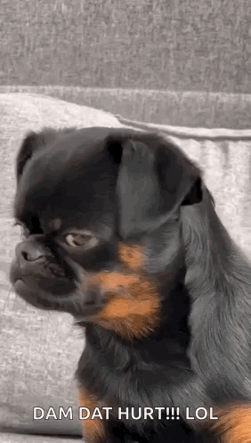 Hurt Dog GIF