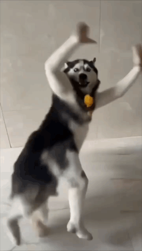 Husky Dence GIF