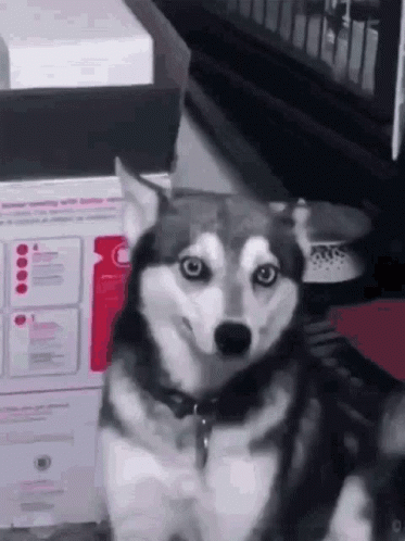 Husky Holding Back Husky Trying Not To Sneeze GIF