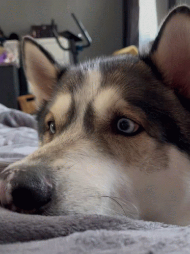 Husky Love GIF