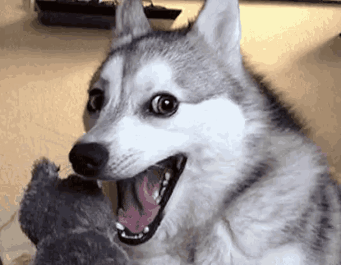 Husky GIF