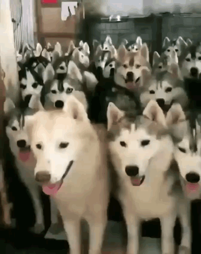 Husky Pack GIF