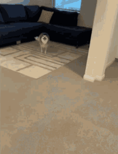 Husky Zoomies GIF