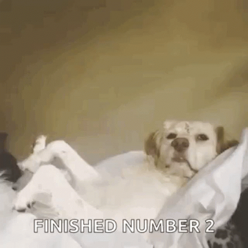 I Did It Raise Paw GIF