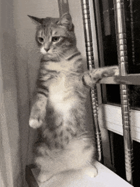 I Got It GIF