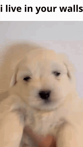 I Live In Your Walls GIF