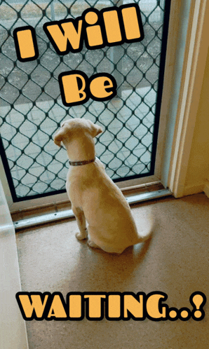 I Will Be Waiting Impatient GIF