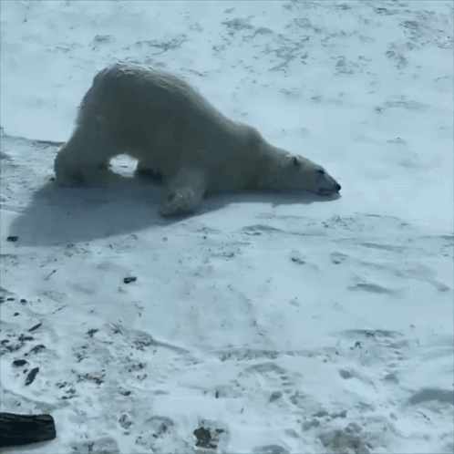 Ice Bear Ledni GIF