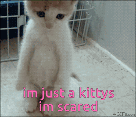 Im Stressed Im Just A Kitty GIF