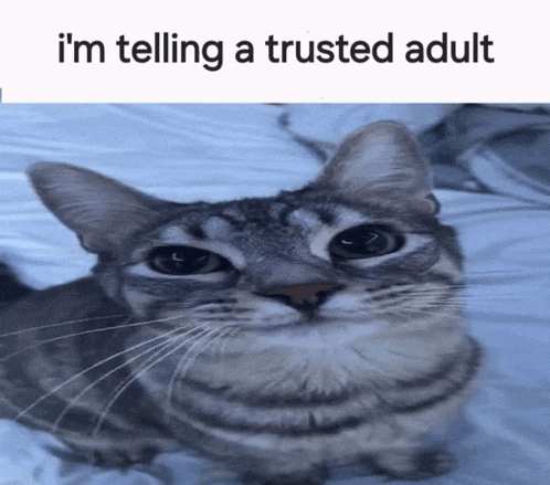 Im Telling A Trusted Adult Cat Meme