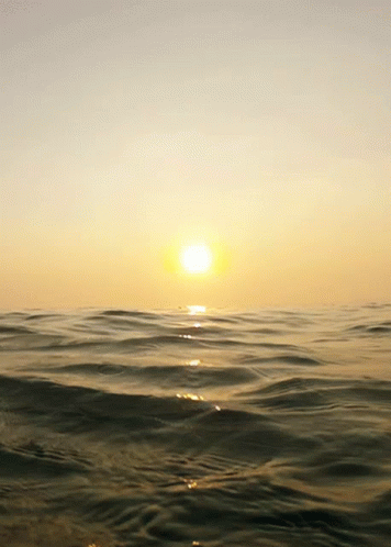 In The Water Sea GIF