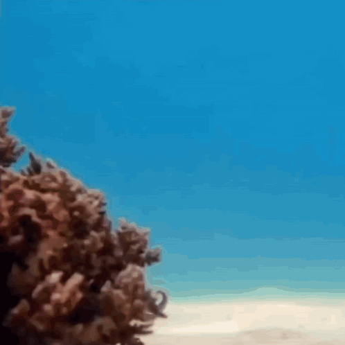 Inconspicuous Octopus Going For A Walk GIF